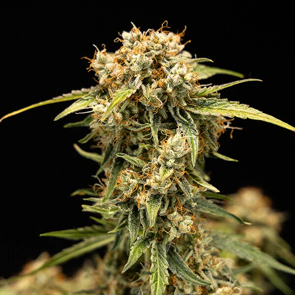Samen 3x Medusa F1 Automatik Royalqueenseeds
